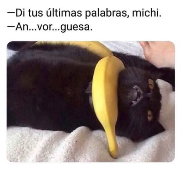 atrapado,gato,plátano