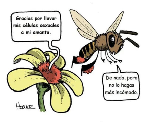 abeja,flor,polen