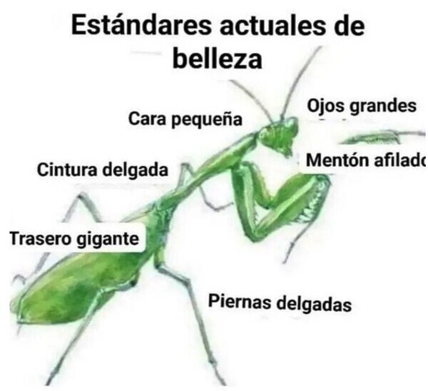 Meme_otros - Os van las mantis