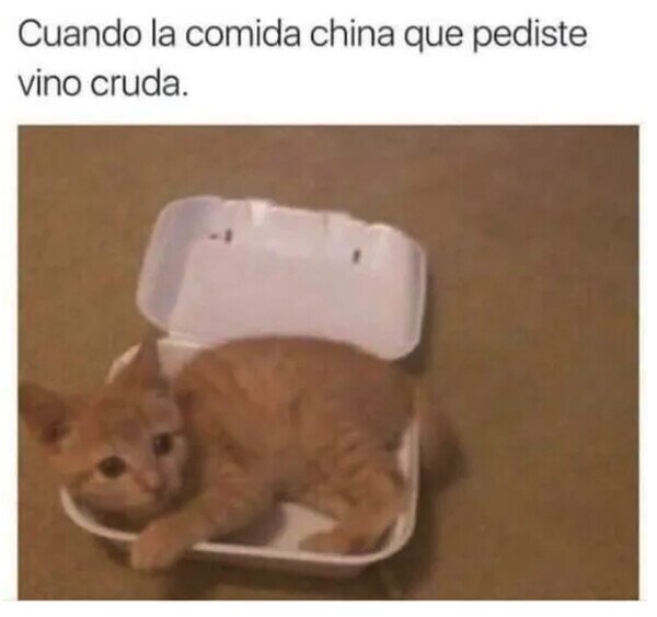 china,comida,cruda,gato