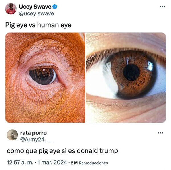 cerdo,humanos,ojos,Trump