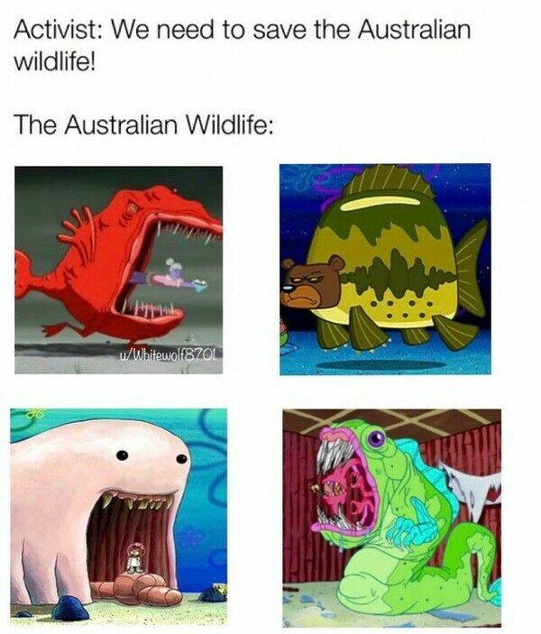 Meme_otros - ¡Salvemos la fauna australiana!
