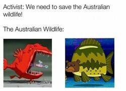 Enlace a ¡Salvemos la fauna australiana!