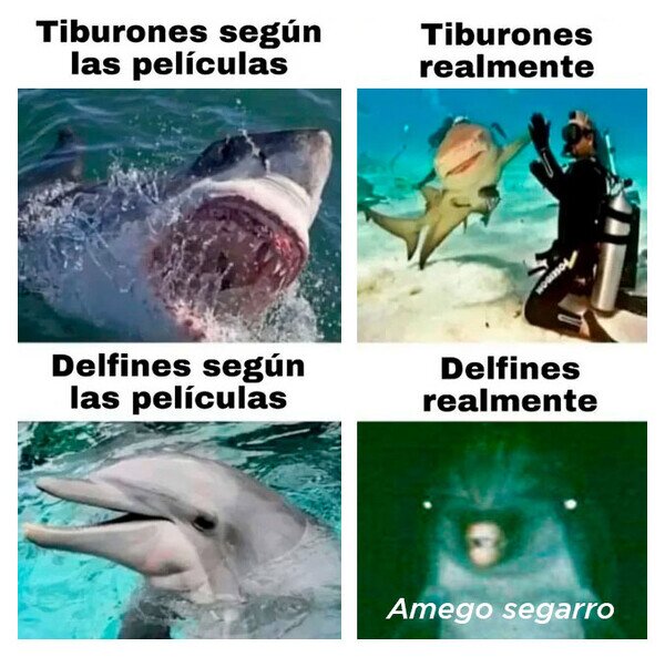 buenos,delfín,malos,tiburones