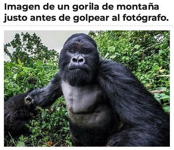foto,fotógrafo,golpear,gorila