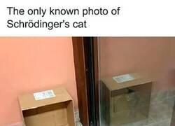 Enlace a La única foto que existe del Gato de Schrodinger