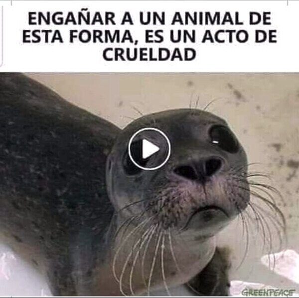 animal,cruel,engañar,vídeo