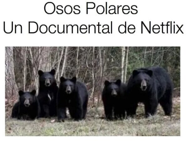 documental,negros,netflix,osos,polares