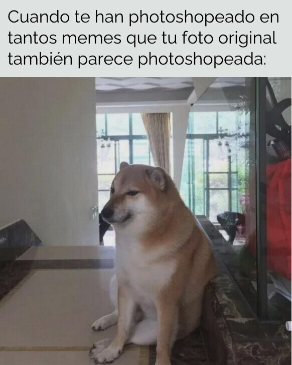 foto,meme,original,perro,photoshop
