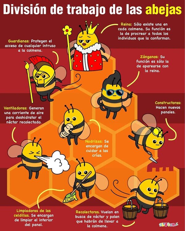 abejas,colmena,división,repartir,tareas,trabajo