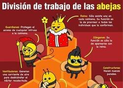 Enlace a División del trabajo de las abejas
