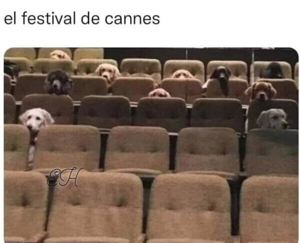 cannes,cine,festival,perros