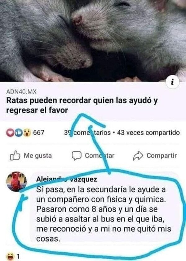 Meme_otros - Las ratas tienen memoria