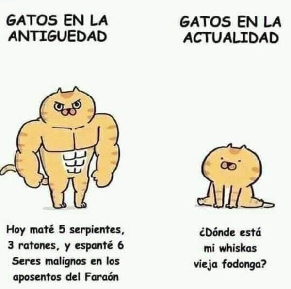 ahora,antes,gatos