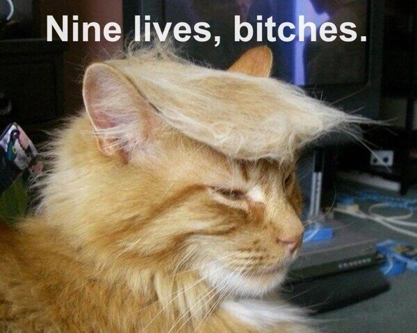 Meme_otros - Trump es como un gato