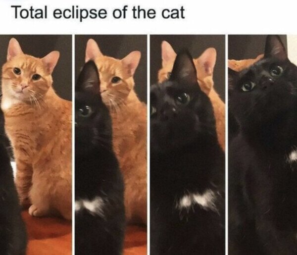 Meme_otros - Eclipse de gato