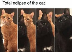Enlace a Eclipse de gato
