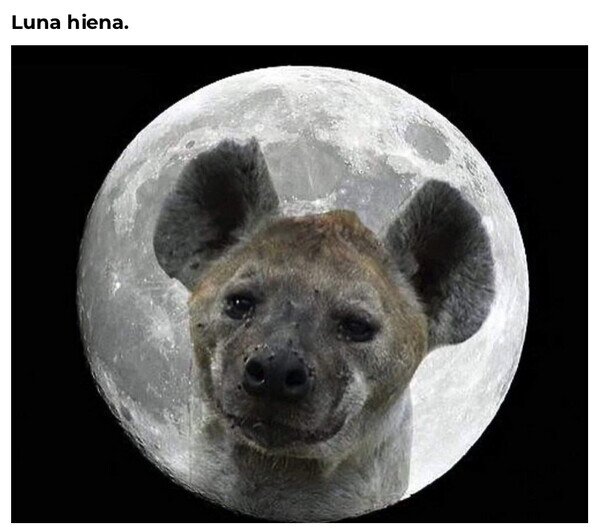 hiena,llena,luna,tontería