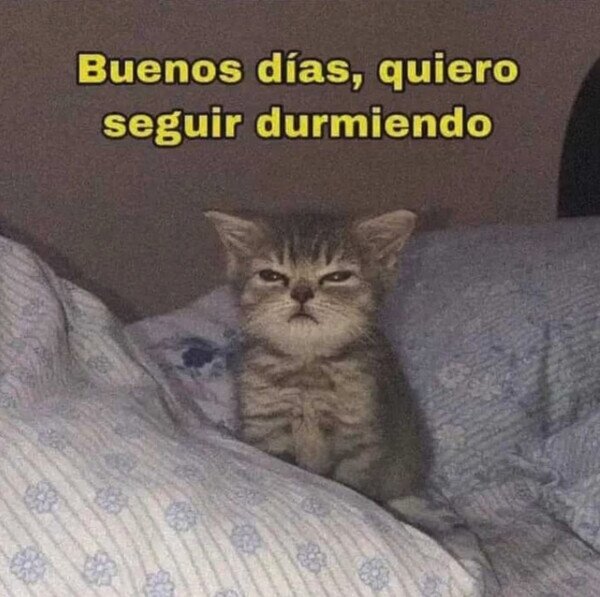 buenos,días,dormir,gato,sueño