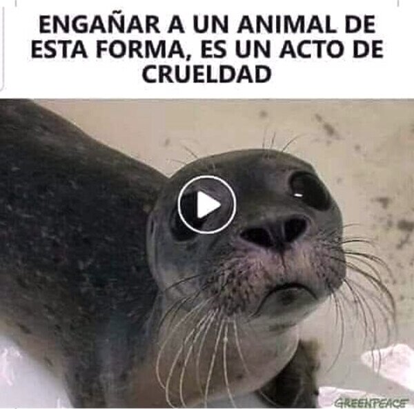 animal,engañar,play,pobre,vídeo