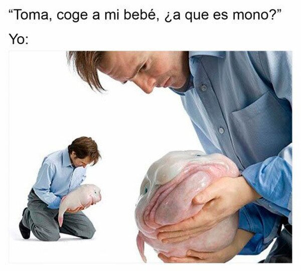 bebé,feo,mono