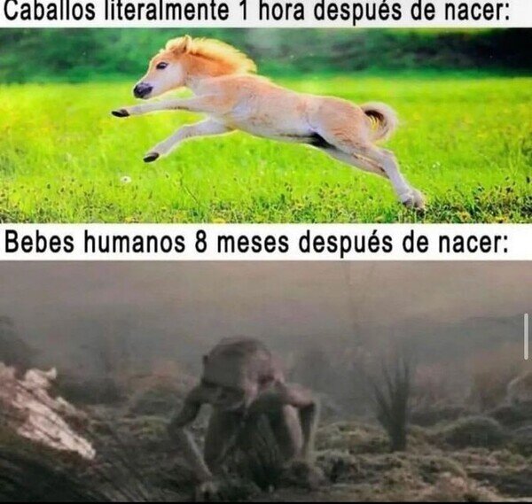 caballos,humanos,nacer