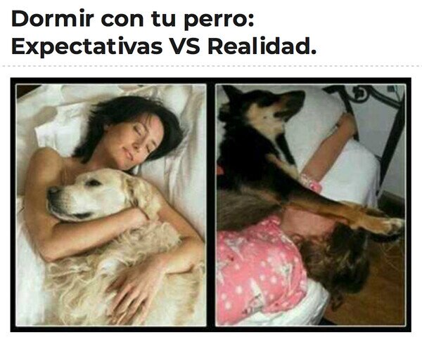 dormir,expectativa,perro,realidad