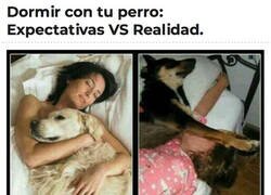 Enlace a La realidad de dormir con tu perro