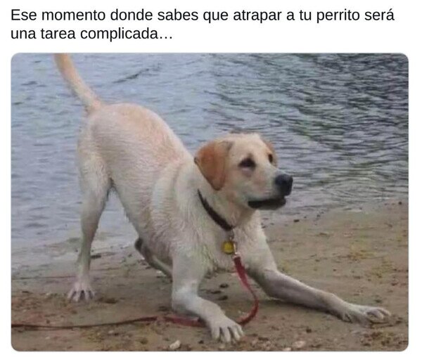 atrapar,difícil,perro,pose