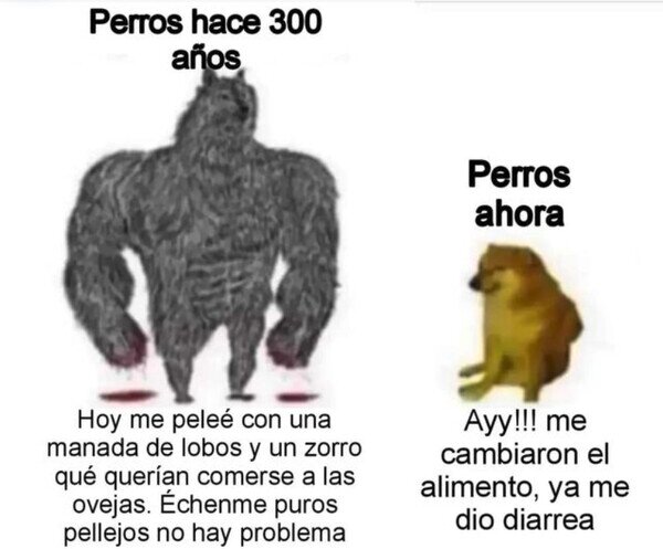 ahora,antes,perros,tiempo