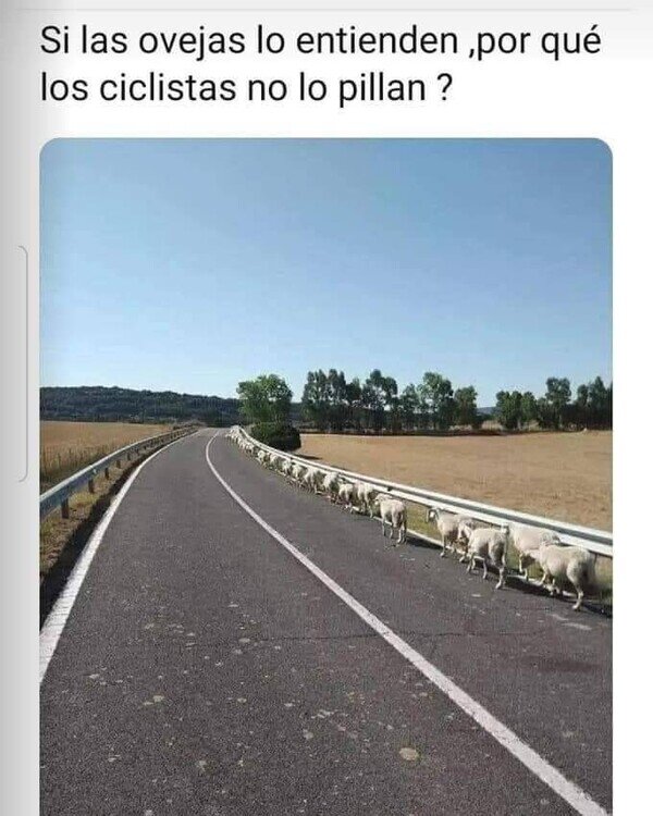 Meme_otros - Los ciclistas no entendieron lo que las ovejas sí