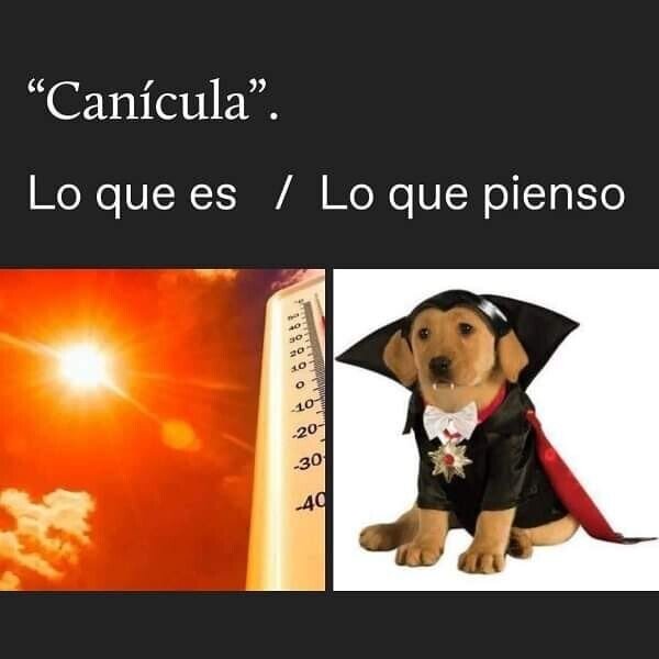 canícula,drácula,mente,perro