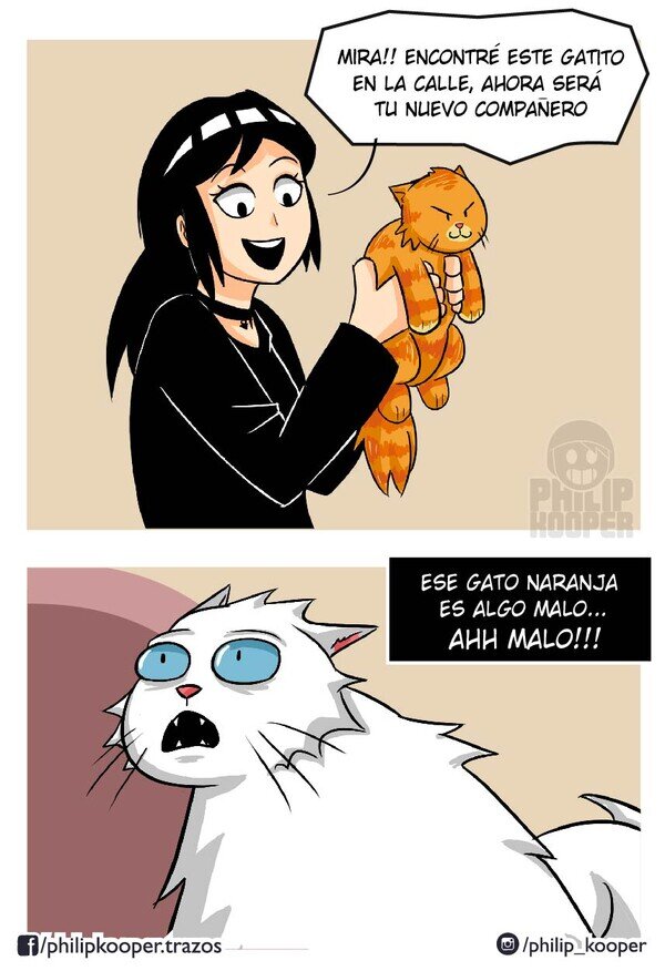 colo,gato,naranja