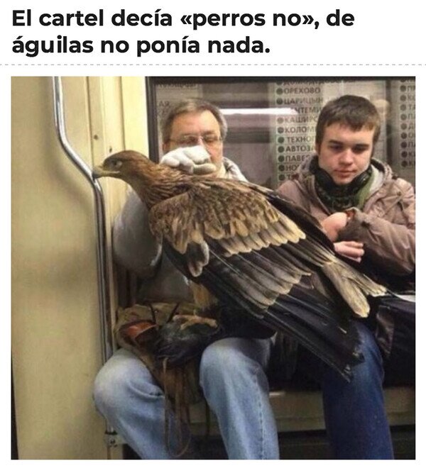 águila,animales,metro,perros