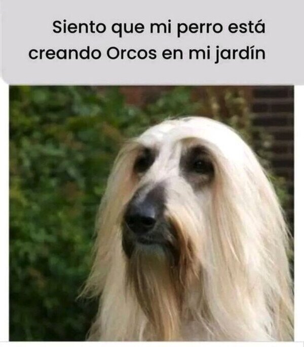 Meme_otros - Mi perro viene de la Tierra Media