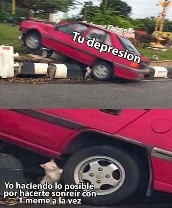 coche,depresión,gato,meme