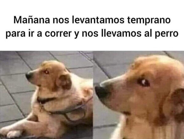 Meme_otros - La única que va a correr aquí es la madre del topo