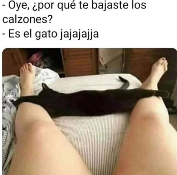 bajas,bragas,Gato,gatos