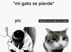 Enlace a Gatos, no nos deis estos disgustos