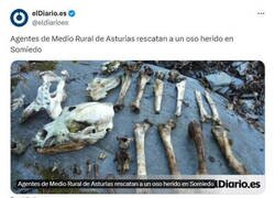 Enlace a ¿Oso herido?