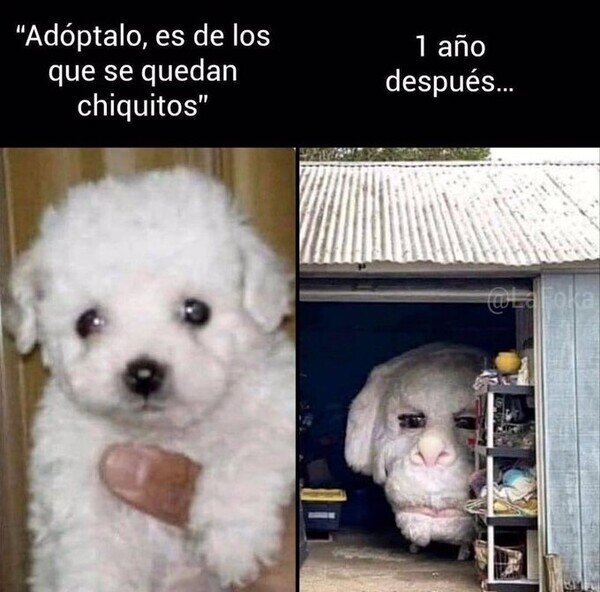 crecer,pequeño,perro,tamaño