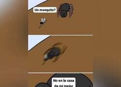 Enlace a Pobre araña...