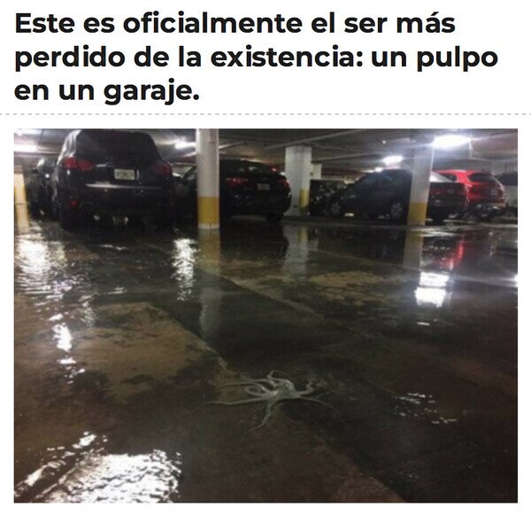 garaje,perdido,pulpo