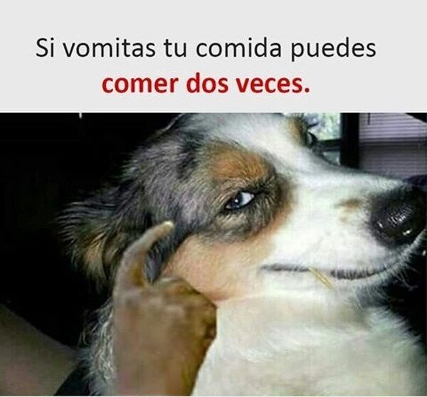 comida,perro,truco,vomitar