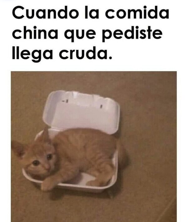 china,comida,cruda,gato