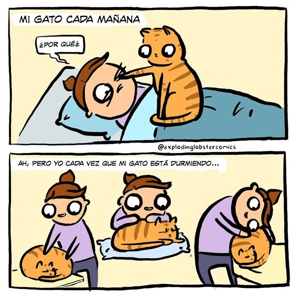 dormir,gato,molestar