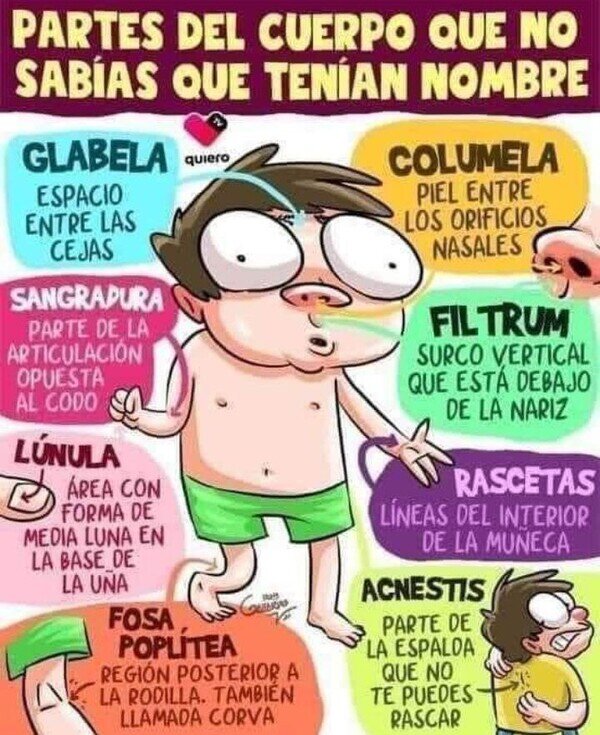 Meme_otros - Partes del cuerpo que no sabías que tenían nombre