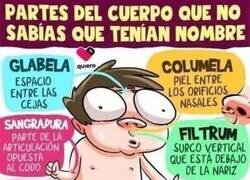 Enlace a Partes del cuerpo que no sabías que tenían nombre