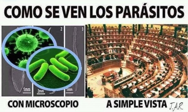 congreso,microscopio,parásitos,políticos,ver