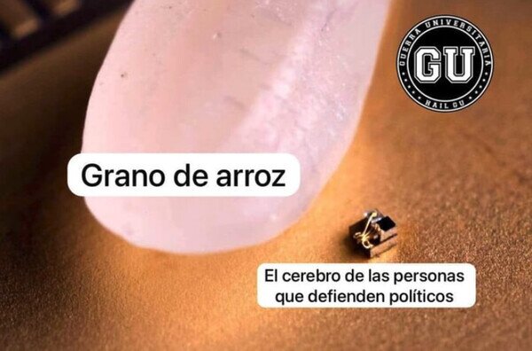 arroz,cerebro,grano,políticos,tamaño